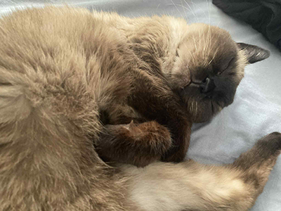 Image de Pachouli, notre chatte siamoise de 20 ans