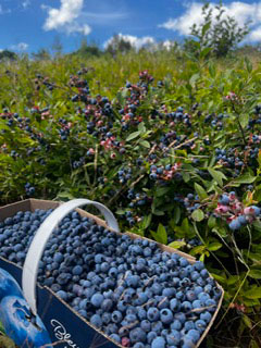 Champs de bleuets