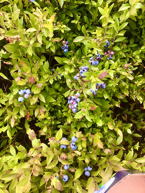 Zoom bleuets