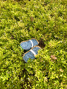 Bleuets