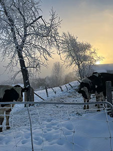 Vaches paysage neige