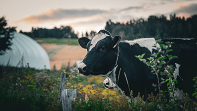 Vache dans un champ