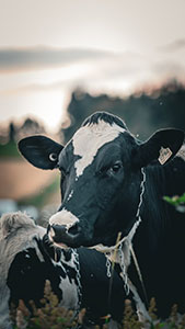 Vache horizon